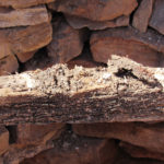 A deteriorated 4x4 beam discovered during excavation.