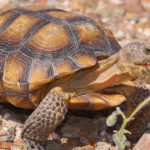 HCP Desert Tortoise