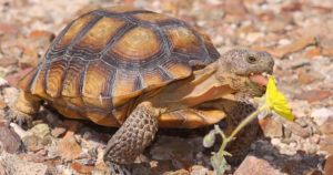 HCP Desert Tortoise