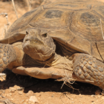 Desert Tortoise Habitat Conservation