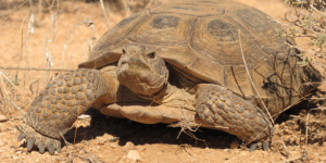 Desert Tortoise Habitat Conservation