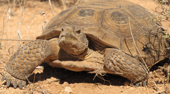 Desert Tortoise Habitat Conservation